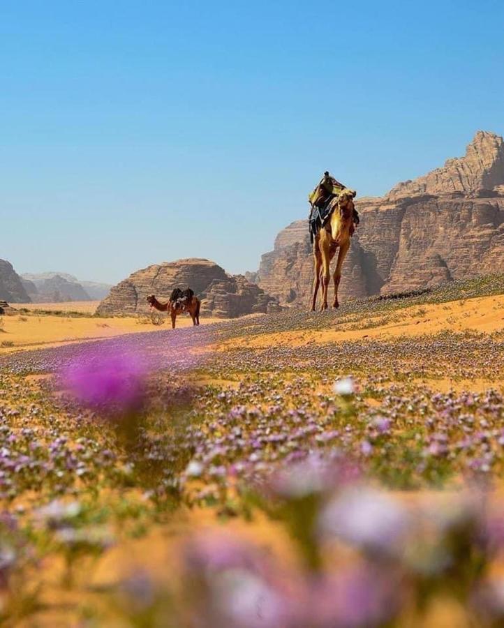 Salma Desert Camp Ваді-Рам Екстер'єр фото